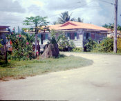 Wilcommen, No. 0011 Papaya and Hibiscus in Front of Plantation Style Home